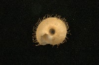 薄盾蝸牛藏品圖，第2張